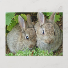 Schattigee konijn konijn dierenvrede liefde bestem briefkaart