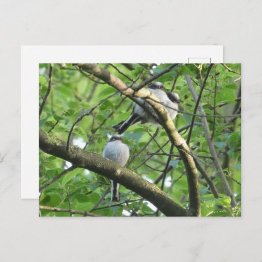 Schattigee Langstaartvogels DIY Briefkaart (Voorkant / Achterkant)