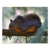 Schattigee Little Douglas Squirrel Wildlife Foto Afdruk (Voorkant)