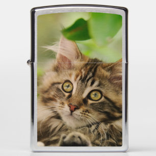 Schattigee Maine Coon Cat Kitten Portret -