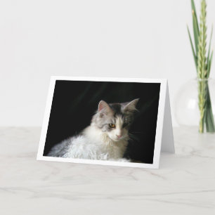 Schattigee Maine Coon kitten briefkaart