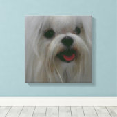 Schattigee Maltese Canvas Print (Insitu (Houten vloer))