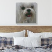 Schattigee Maltese Canvas Print (Insitu (Slaapkamer))