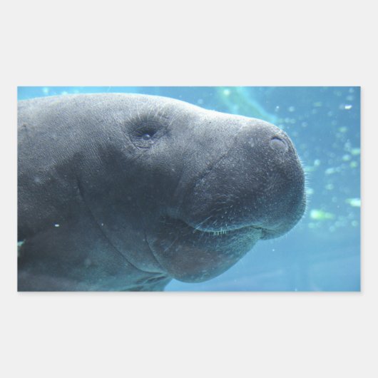 Schattigee Manatee Peeking uit naar je Stickers (Voorkant)
