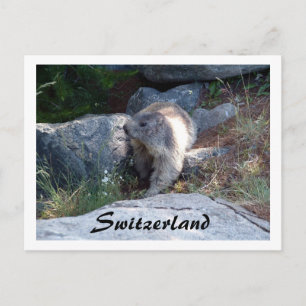Schattigee marmot Zwitserland -- Briefkaart