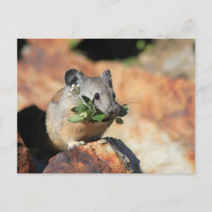 Schattigee Muis Eten Groenen Foto Briefkaart