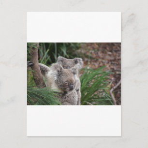 Schattigee Natuur Oerwoud Tree Safari Koala Animal Briefkaart
