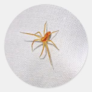 Schattigee Oranje spin Ronde Sticker