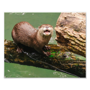 Schattigee otter lachen op Log in het water Foto Afdruk