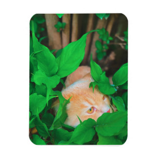 Schattigee Peeking Cat fotoprint Magneet