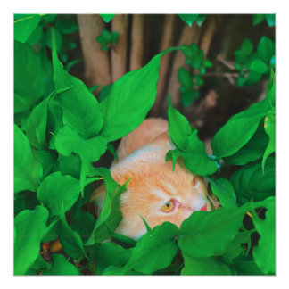 Schattigee Peeking Cat fotoprint Perfect Poster