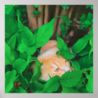 Schattigee Peeking Cat fotoprint Poster