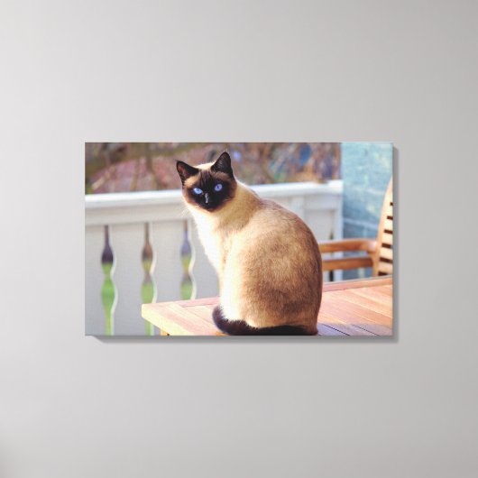 Schattigee perzik blauw - Eyed Cat Canvas Afdruk (Voorkant)