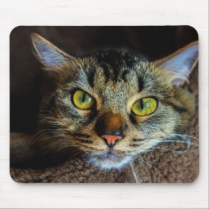 Schattigee pluizige tabby kat muismat