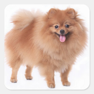 Schattigee Pommerse Moeder Puppy Hondenliefhebber Vierkante Sticker