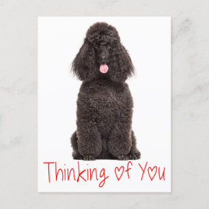 Schattigee Puppy Dog Love Black Poodle Denken aan Briefkaart