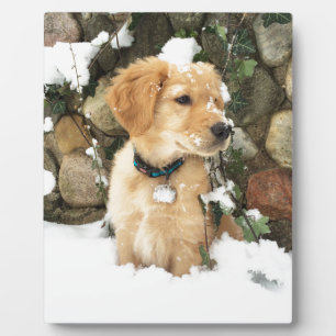 Schattigee Puppy Lab Retriever Fotoplaat