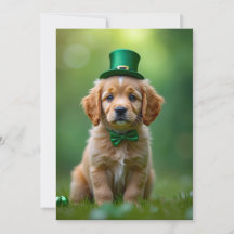 Schattigee puppy met St. Patrick's outfit, shamroc