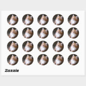 Schattigee rode kitten stickers (Vel)