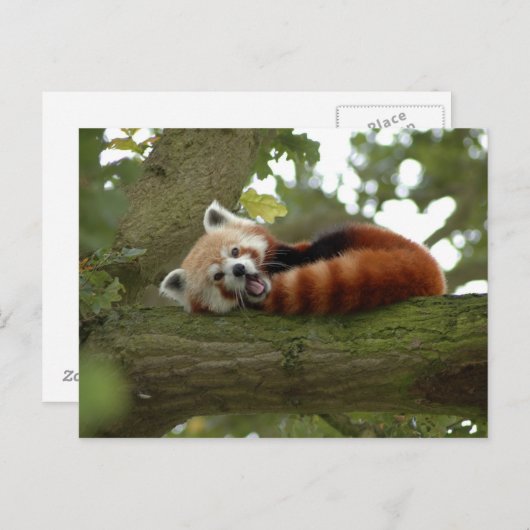 Schattigee Rode Panda Beer Natuur Destiny Briefkaart (Voorkant / Achterkant)