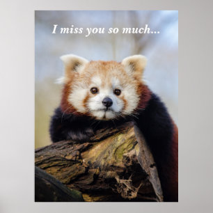 Schattigee rode panda mis je zo erg poster