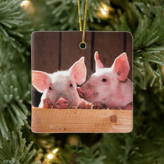 Schattigee roze biggen dierenfoto keramisch ornament (Boom)