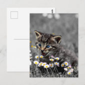 Schattigee Schattige kat kitten Briefkaart (Voorkant / Achterkant)