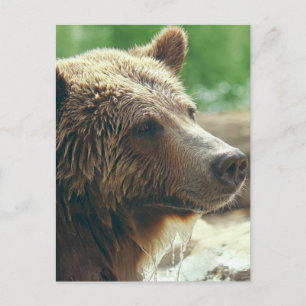 Schattigee Schattige Natuur Beer Animal Face Eyes Briefkaart