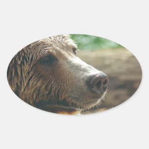 Schattigee Schattige Natuur Beer Animal Face Eyes Ovale Sticker