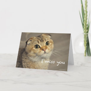 Schattigee schotse vouw kat mis je kaart
