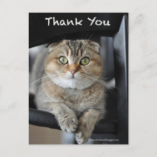 Schattigee Schotse vouw noedels kat dank u briefka Briefkaart
