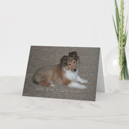 Schattigee Sheltie Verjaardag Kaart (Voorkant)