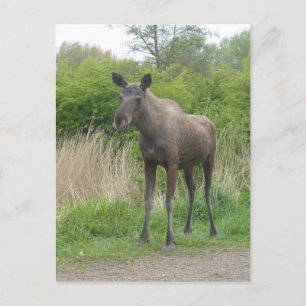 Schattigee Staande Moose DIY Briefkaart