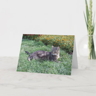 Schattigee Tabby Cat foto Kaart
