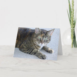 Schattigee Tabby Cat foto Kaart