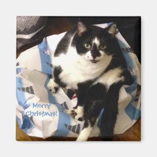Schattigee Tuxedo Cat, op Cadeau kerstmagneten Magneet