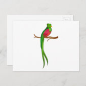 Schattigee vogelquetzal briefkaart (Voorkant / Achterkant)