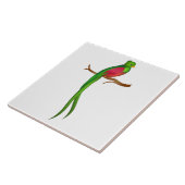 Schattigee vogelquetzal tegeltje (Zijkant)
