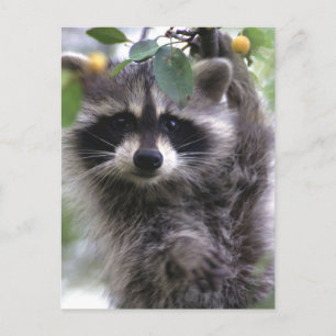 Schattigee wasbeer foto Briefkaart