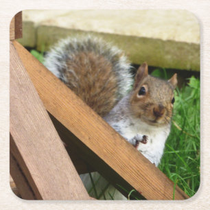 Schattigee wilde grijze eekhoorn (VK) Vierkante Kartonnen Onderzetter