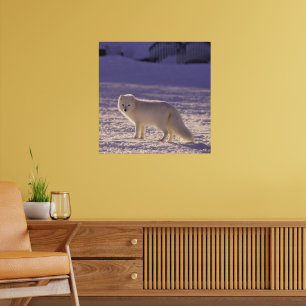 Schattigee winterfotografie van White Arctic Fox Poster