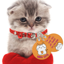 Schattigee Witte Kitten Cartoon Kawaii Sinaasappel