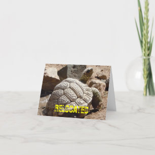 Schattigee woestijnschildpad - adreswijziging aankondiging
