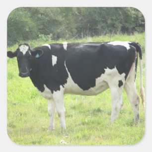 Schattigee zuivel Koe uit bij Pasture Boerderij St Vierkante Sticker
