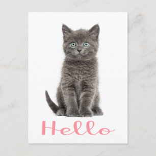 Schattigeste Hallo Briefkaart Grey Kitten Vriendsc