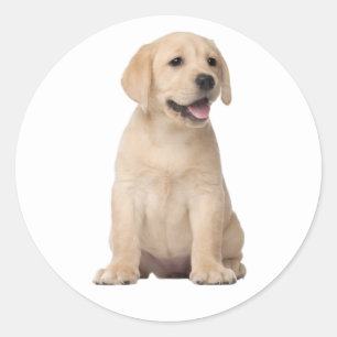 Schattigeste Hallo Labrador Retriever Puppy Dog Ye Ronde Sticker