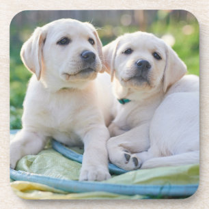 Schattigste baby dieren Gele Labrador Retrievers Bier Onderzetter