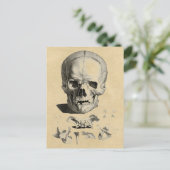 Schedel en kaakbeenderen briefkaart (Staand voorkant)