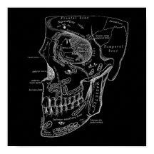 Schedel Gezicht Botten Anatomie Illustratie Oud Me