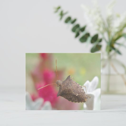 Scheepsbok op Briefkaart Dusty Miller (Staand voorkant)